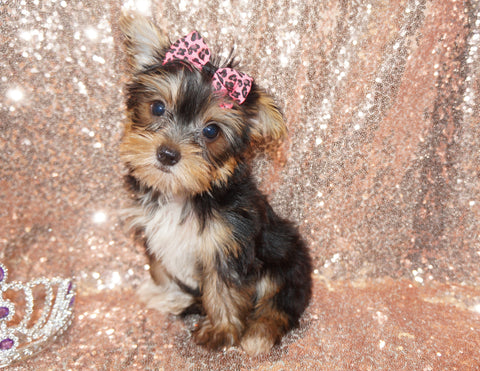 Yorkie Puppies