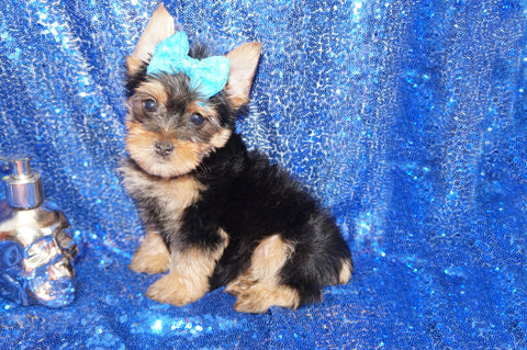 Yorkie Puppies