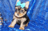 Yorkie Puppies