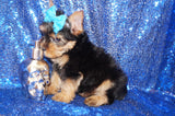 Denzel Gorgeous Yorkshire Terrier Yorkie Male Ready Now! Click Here For More Info.