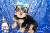 Denzel Gorgeous Yorkshire Terrier Yorkie Male Ready Now! Click Here For More Info.