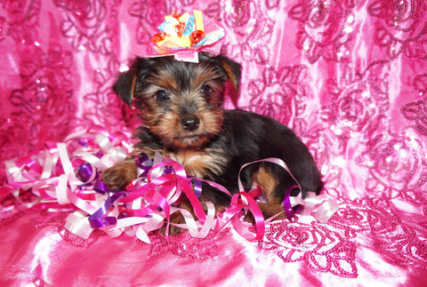 Cheyenne TEACUP Yorkshire Terrier Yorkie Female Born 2-8-2026 Click Here For More Info