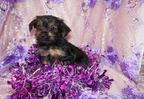 Raven TEACUP Yorkshire Terrier Yorkie Female Born 1-28-2026 Click Here For More Info