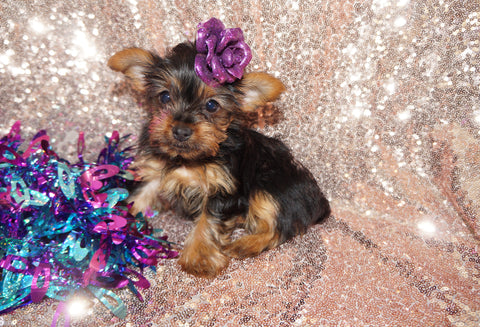 Nova TEACUP Yorkshire Terrier Yorkie Female Born 1-28-2026 Click Here For More Info