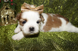 Shih Tzu Puppies