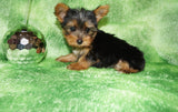 Baxter Teacup Yorkie Yorkshire Terrier Male Born 4-29-26 Click Here For More Info