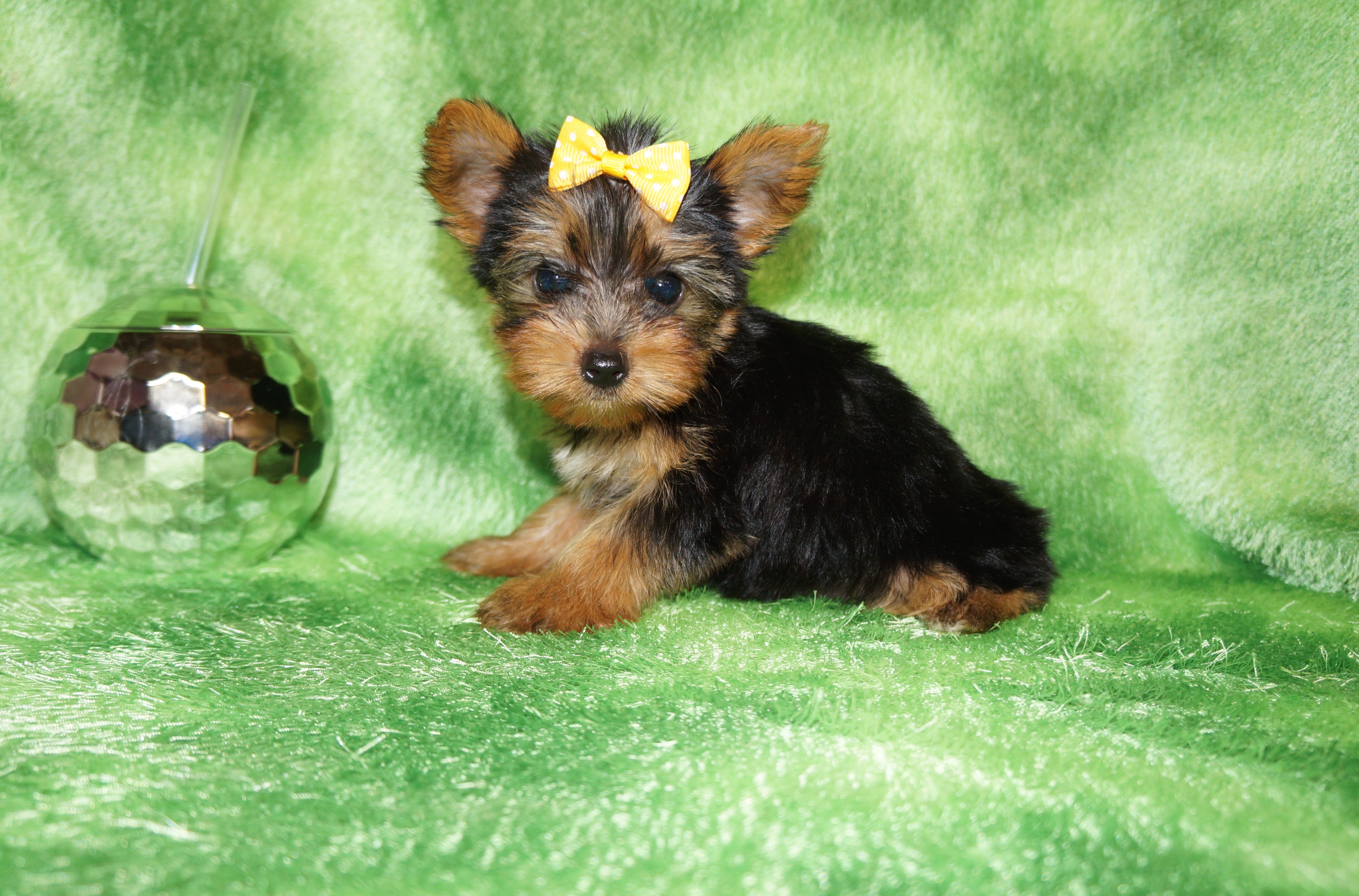 Baxter Teacup Yorkie Yorkshire Terrier Male Born 4-29-26 Click Here For More Info