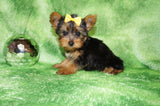 Baxter Teacup Yorkie Yorkshire Terrier Male Born 4-29-26 Click Here For More Info
