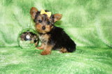 Baxter Teacup Yorkie Yorkshire Terrier Male Born 4-29-26 Click Here For More Info