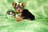 Baxter Teacup Yorkie Yorkshire Terrier Male Born 4-29-26 Click Here For More Info