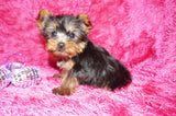 Sunshine Teacup Yorkie Yorkshire Terrier Female Born 4-29-26 Click Here For More Info
