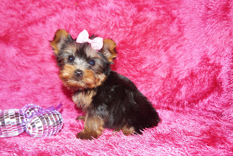 Sunshine Teacup Yorkie Yorkshire Terrier Female Born 4-29-26 Click Here For More Info