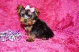 Sunshine Teacup Yorkie Yorkshire Terrier Female Born 4-29-26 Click Here For More Info