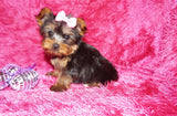 Sunshine Teacup Yorkie Yorkshire Terrier Female Born 4-29-26 Click Here For More Info