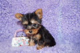 Samara Teacup Yorkie Yorkshire Terrier Female born 4-29-26 Click Here For More Info