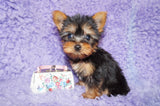 SALE THIS WEEK ONLY!! Samara Teacup Yorkie Yorkshire Terrier Female born 4-29-26 Click Here For More Info