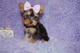SALE THIS WEEK ONLY!! Samara Teacup Yorkie Yorkshire Terrier Female born 4-29-26 Click Here For More Info