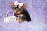 Samara Teacup Yorkie Yorkshire Terrier Female born 4-29-26 Click Here For More Info