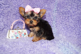 Samara Teacup Yorkie Yorkshire Terrier Female born 4-29-26 Click Here For More Info