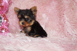 Baby Teacup Yorkie Yorkshire Terrier Born 4-29-26 Click Here Fore More Info