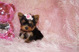 Baby Teacup Yorkie Yorkshire Terrier Born 4-29-26 Click Here Fore More Info
