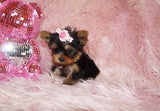 Baby Teacup Yorkie Yorkshire Terrier Born 4-29-26 Click Here Fore More Info