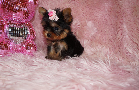 Baby Teacup Yorkie Yorkshire Terrier Born 4-29-26 Click Here Fore More Info
