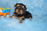 Leo AKC Registered Black And Gold Yorkie Yorkshire Terrier Male Born 7-31-2026 Click Here For More Info