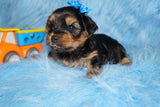 Leo AKC Registered Black And Gold Yorkie Yorkshire Terrier Male Born 7-31-2026 Click Here For More Info