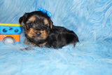 Leo AKC Registered Black And Gold Yorkie Yorkshire Terrier Male Born 7-31-2026 Click Here For More Info