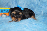 Leo AKC Registered Black And Gold Yorkie Yorkshire Terrier Male Born 7-31-2026 Click Here For More Info