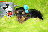 Binky AKC Registered Yorkie Yorkshire Terrier Male Born 7-31-2026 Click Here For More Info