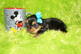 Binky AKC Registered Yorkie Yorkshire Terrier Male Born 7-31-2026 Click Here For More Info