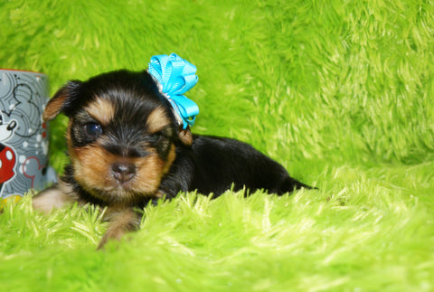 Binky AKC Registered Yorkie Yorkshire Terrier Male Born 7-31-2026 Click Here For More Info