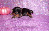 Yasmin AKC Teacup Yorkie Yorkshire Terrier Female Black And Gold Born 9-4-26 Click Here For More Info