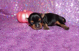 Yasmin AKC Teacup Yorkie Yorkshire Terrier Female Black And Gold Born 9-4-26 Click Here For More Info
