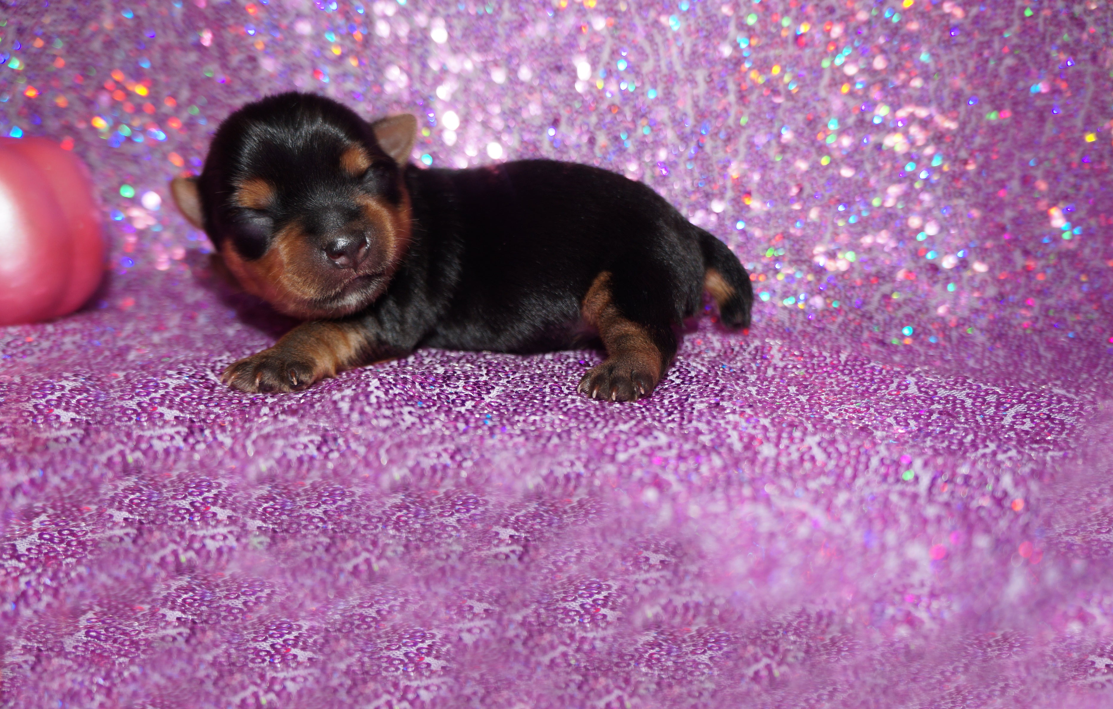 Yasmin AKC Teacup Yorkie Yorkshire Terrier Female Black And Gold Born 9-4-26 Click Here For More Info