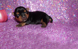 Yasmin AKC Teacup Yorkie Yorkshire Terrier Female Black And Gold Born 9-4-26 Click Here For More Info