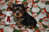 Yorkie Puppies