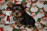 Binky Yorkie Yorkshire Terrier Yorkie Male Black And Gold Born 9-16-2023 Click Here For More Info