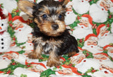 Binky Yorkie Yorkshire Terrier Yorkie Male Black And Gold Born 9-16-2023 Click Here For More Info