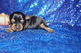 Gucci AKC Registered TEACUP Yorkie Yorkshire Terrier Male Black And Gold Born 9-4-2021 Click Here For More Info