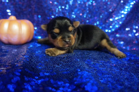 Gucci AKC Registered TEACUP Yorkie Yorkshire Terrier Male Black And Gold Born 9-4-2021 Click Here For More Info