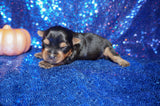 Gucci AKC Registered TEACUP Yorkie Yorkshire Terrier Male Black And Gold Born 9-4-2021 Click Here For More Info