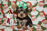 Yorkie Puppies