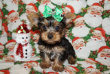 Binky Yorkie Yorkshire Terrier Yorkie Male Black And Gold Born 9-16-2023 Click Here For More Info