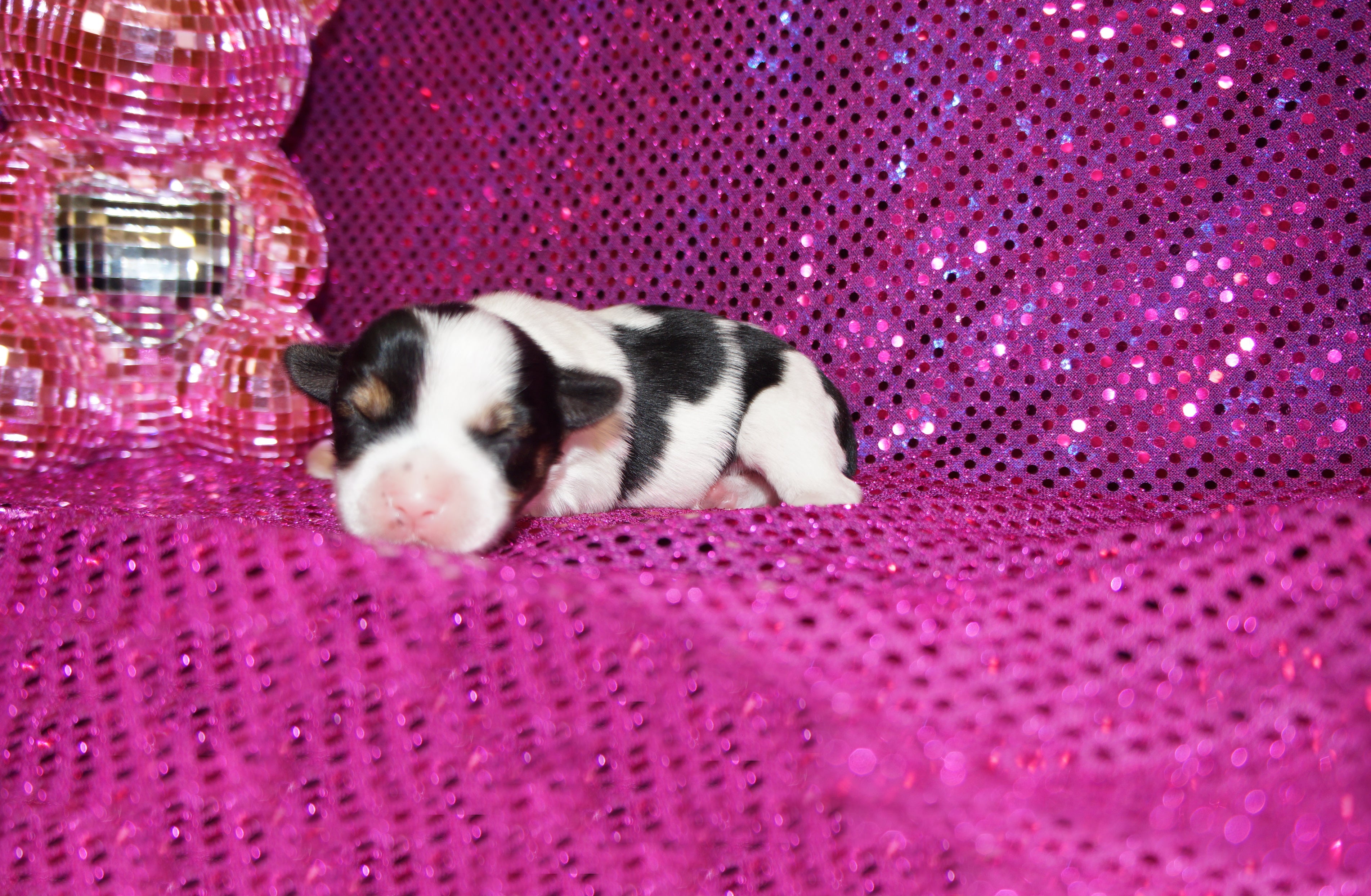 Jewel Teacup  AKC Registered Female Parti  Yorkie Yorkshire Terrier Born 9-2-2026 Click Here For More Info