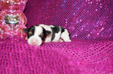 Jewel Teacup  AKC Registered Female Parti  Yorkie Yorkshire Terrier Born 9-2-2026 Click Here For More Info
