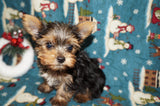 Lego  Yorkshire Terrier Yorkie Male Black And Gold Born 9-16-2023  Click Here For More Info