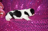 Jewel Teacup  AKC Registered Female Parti  Yorkie Yorkshire Terrier Born 9-2-2026 Click Here For More Info